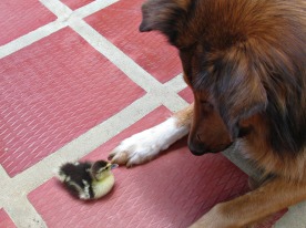 Marley with one of my ducks before it grew up