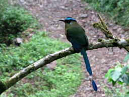 The green and blue of the Barranquero bird