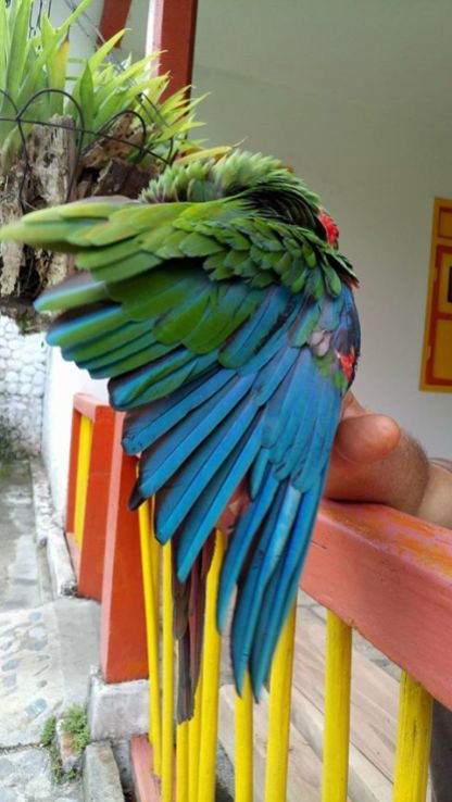 The beauty of her perfect feathers while grooming herself